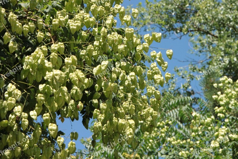 Fruits Golden Koelreuteria Paniculata Rain