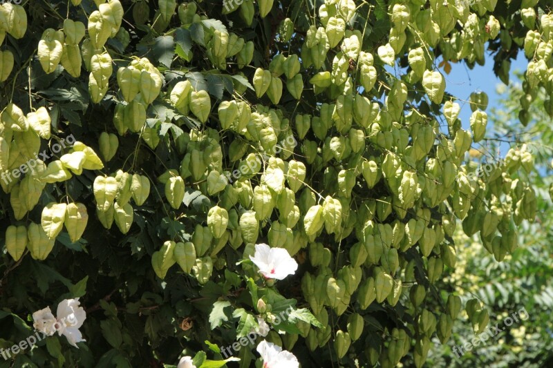 Fruits Golden Koelreuteria Paniculata Rain