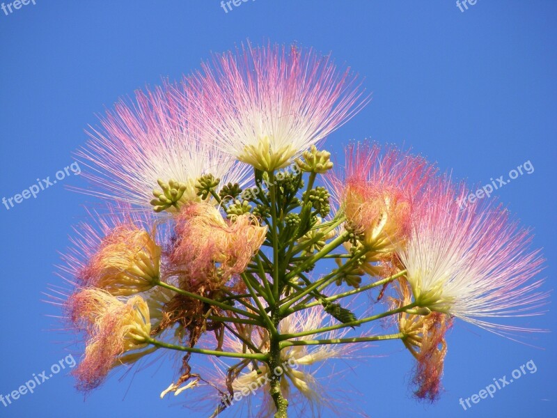 Albizia Blue Fluffy Julibrissin Mimosa