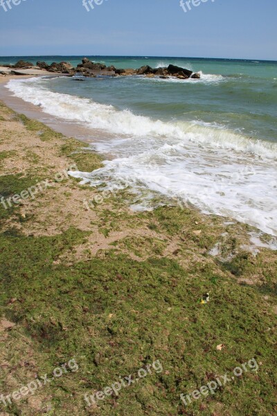 Algae Beach Covered Green Sea