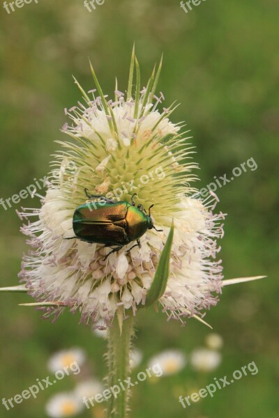 Beetle Bug Cutleaf Dipsacus Green