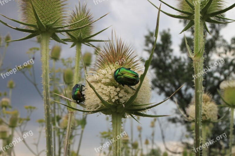 Beetle Bug Cutleaf Dipsacus Green