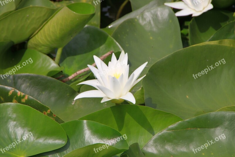 Flowers Lilies Water White Plants