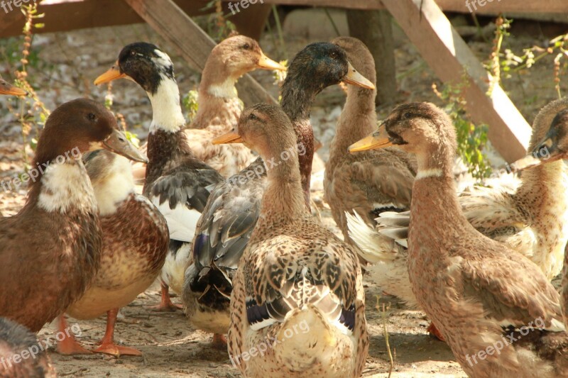 Country Ducks Eco Garden Poultry