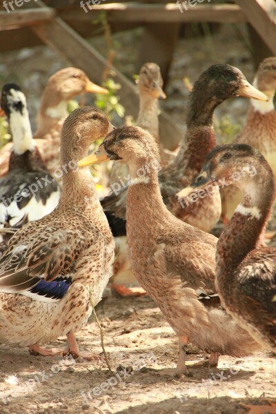 Country Ducks Eco Garden Poultry