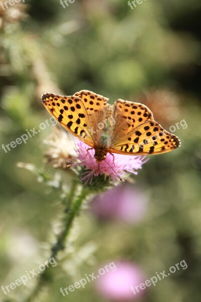 Butterflies Butterfly Cybele Orange Speyeria