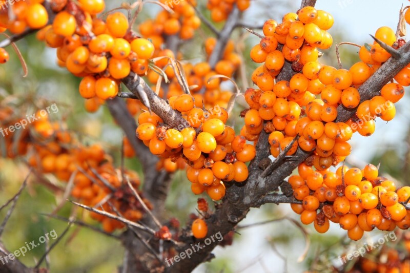 Buckthorn Fruits Healthy Sea Thistles