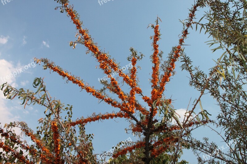 Buckthorn Fruits Healthy Sea Thistles