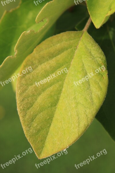 Flowers Green Leaves Quince White