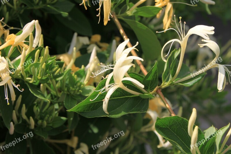 Caprifolium Flowers Honeysuckle Lonicera Woodbine