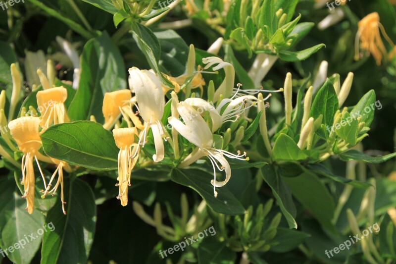 Caprifolium Flowers Honeysuckle Lonicera Woodbine