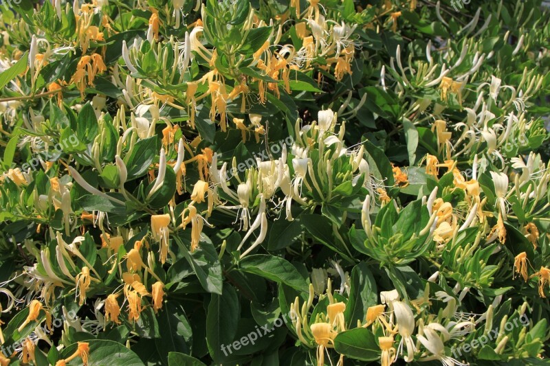 Caprifolium Flowers Honeysuckle Lonicera Woodbine