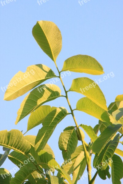 Black Eastern Juglans Leaf Leaves