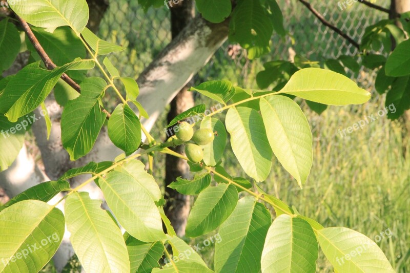 Black Eastern Juglans Leaf Leaves