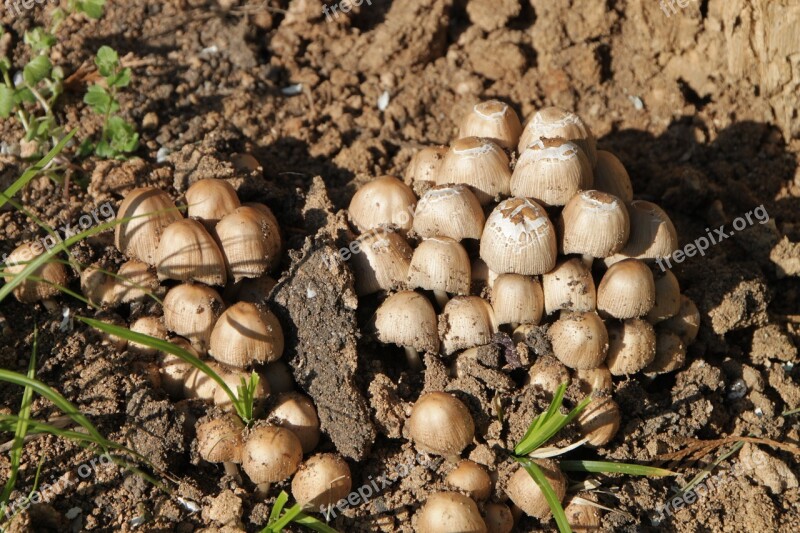 Clusters Coprinus Fungus Micaceus Mushrooms