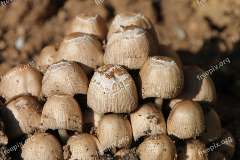 Clusters Coprinus Fungus Micaceus Mushrooms