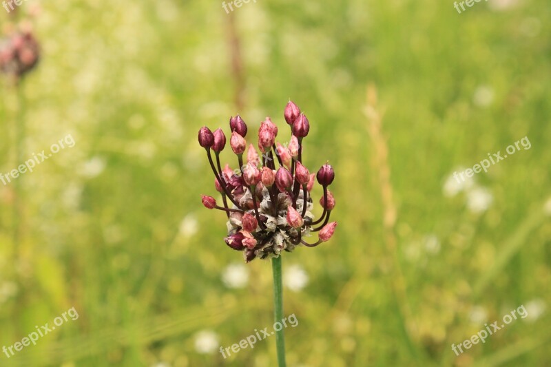 Allium Crow Garlic Vineale Wild