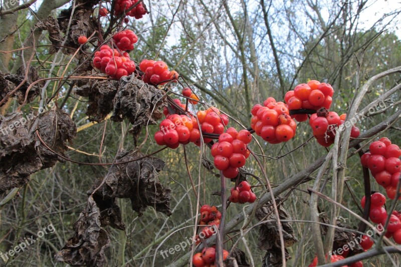 Berries Berry Communis Dioscorea Poison