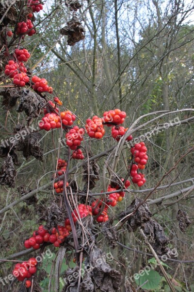 Berries Berry Communis Dioscorea Poison