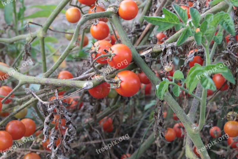 Cherry Fresh Plants Red Small