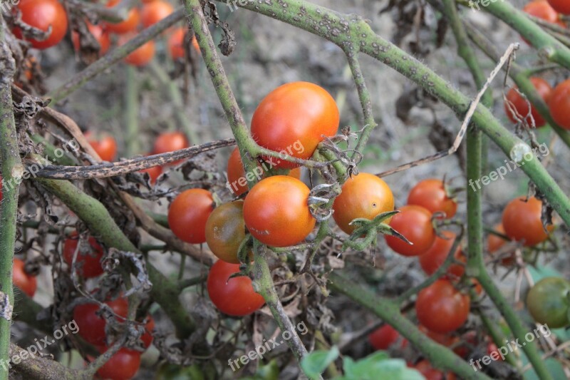 Cherry Fresh Plants Red Small