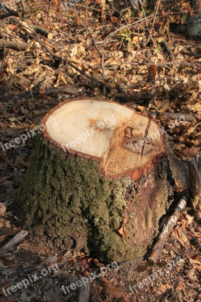 Bark Chop Cut Forest Fresh