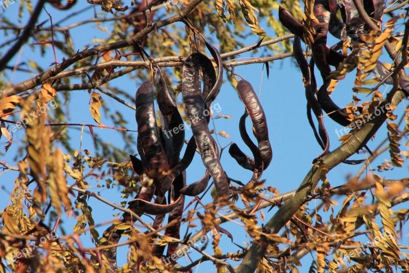 Black Carob Ceratonia Siliqua Tree