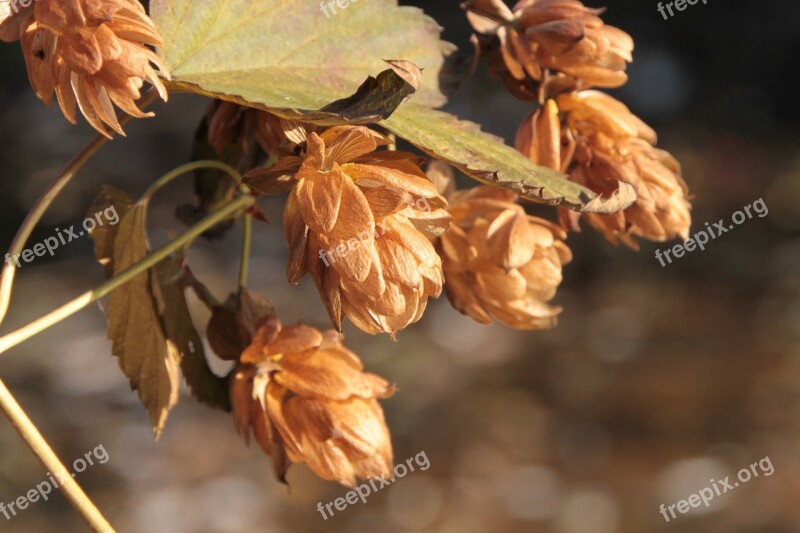 Beer Flowers Hops Humulus Lupulus