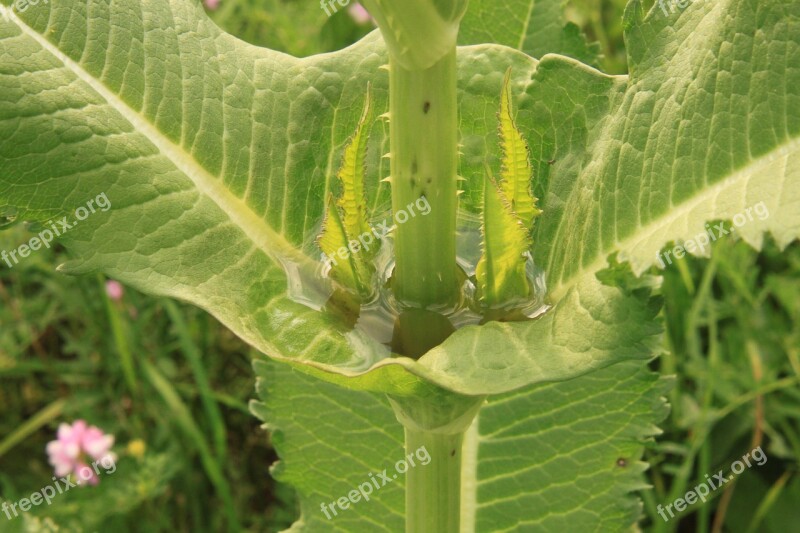 Carnivorous Cup Dipsacus Fullonum Green