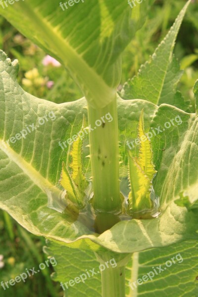 Carnivorous Cup Dipsacus Fullonum Green