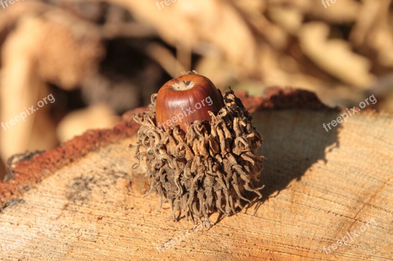 Acorns Fall Nut Oak Trees