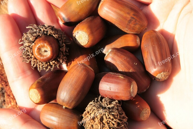 Acorns Fall Nut Oak Trees