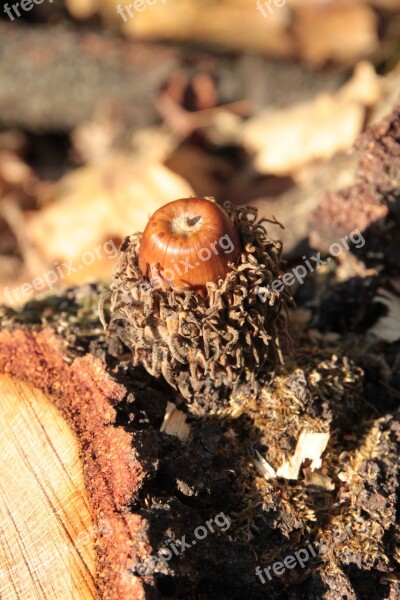 Acorns Fall Nut Oak Trees