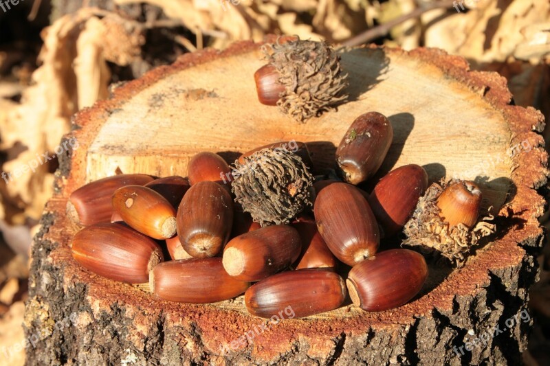 Acorns Fall Nut Oak Trees