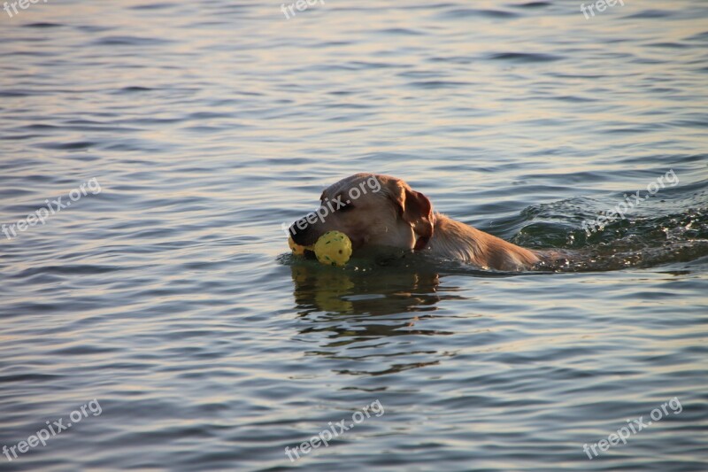 Beach Dog Funny Mamaia Playing