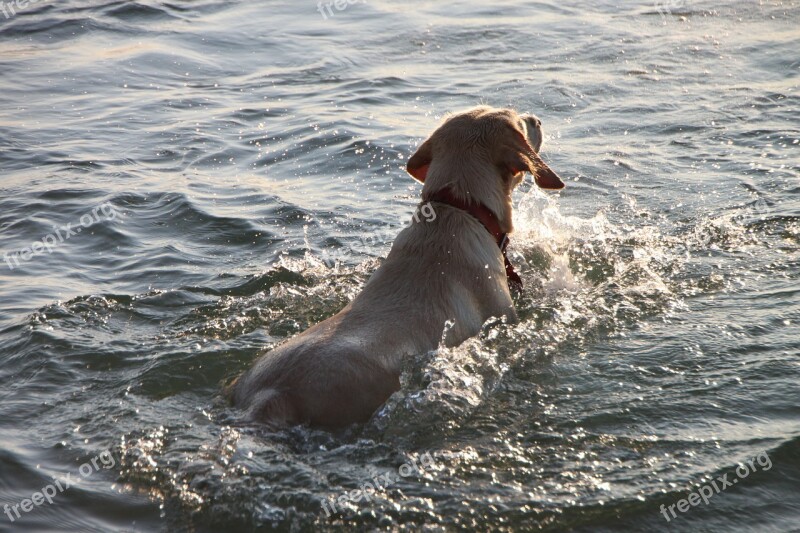 Beach Dog Funny Mamaia Playing