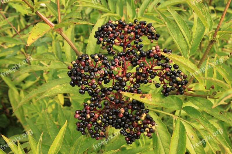 Berries Black Danewort Ebulus Elder