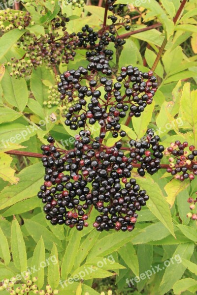 Berries Black Danewort Ebulus Elder