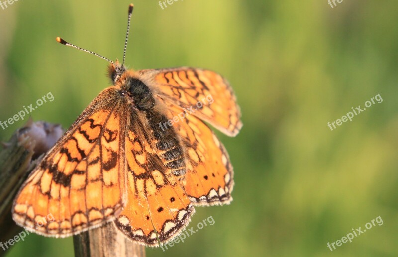 Blue Butterfly Fall Resting Sky