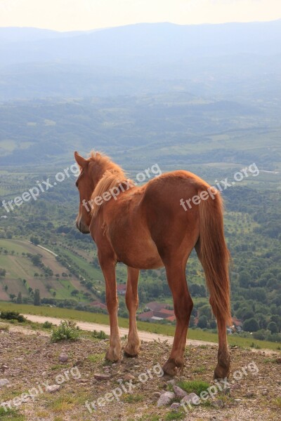 Herd Horses Landscape Mountains Panorama