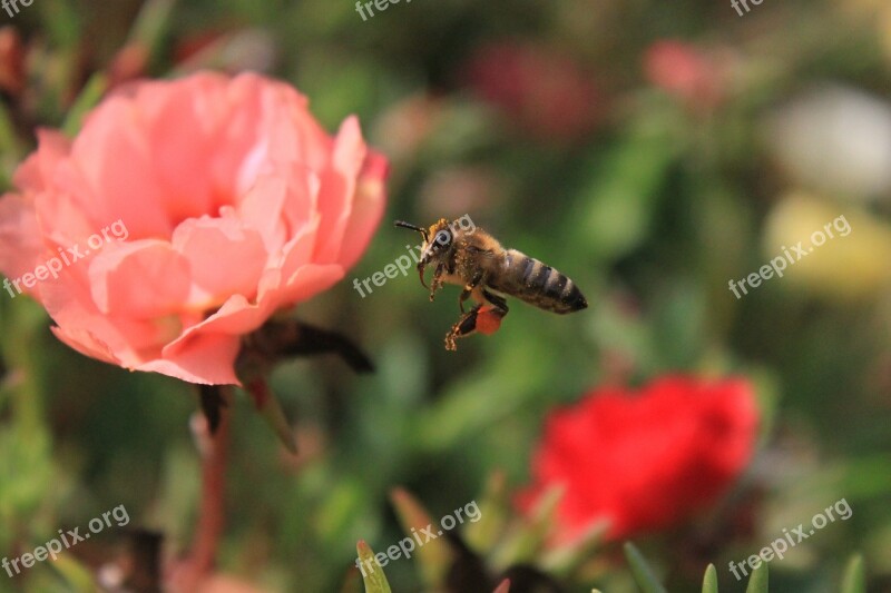 Bee Bumble Bee Colored Flight Honey