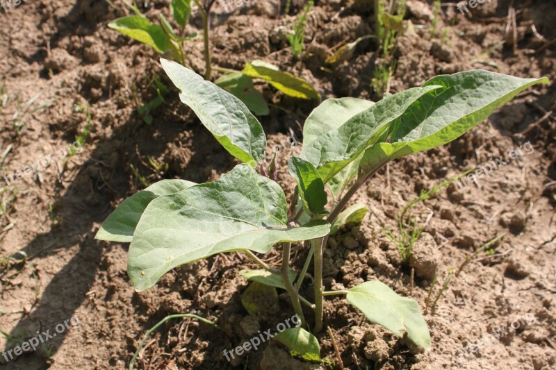 Agriculture Bio Crop Eggplant Garden