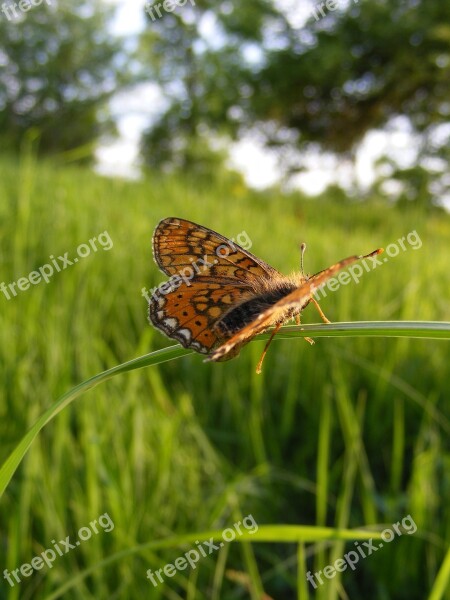 Bordered Butterfly Clossiana Fritillary Pearl