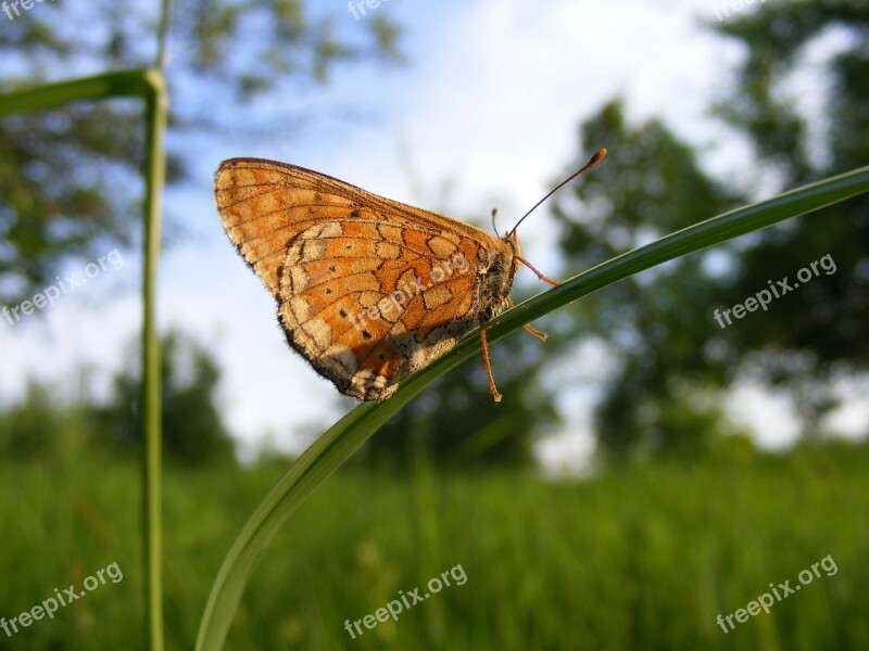 Bordered Butterfly Clossiana Fritillary Pearl