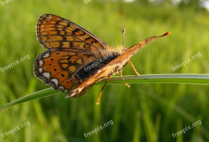 Bordered Butterfly Clossiana Fritillary Pearl