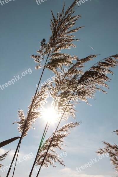 Backlight Cane Grass Reeds Sun