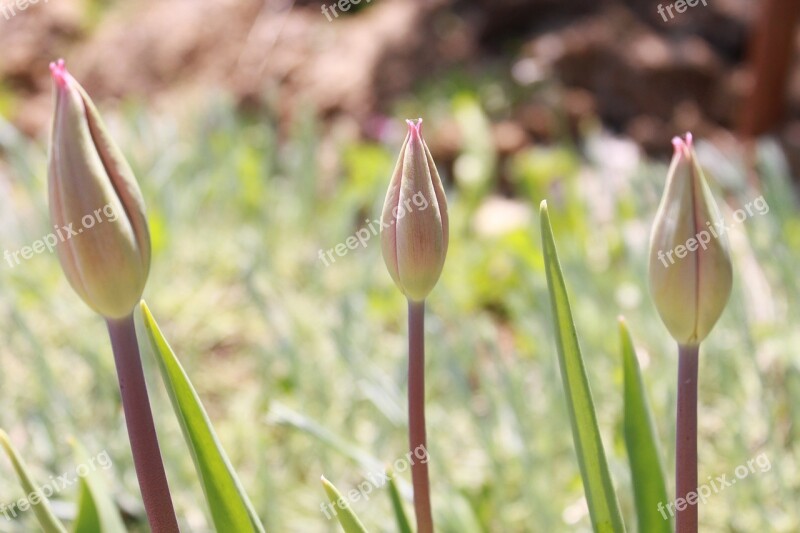 Blooming Budding Flowering Flowers Plants