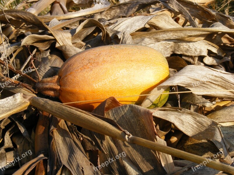 Corn Dried Fall Pumpkin Stalks