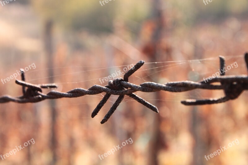 Barbed Close-up Iron Old Rusty