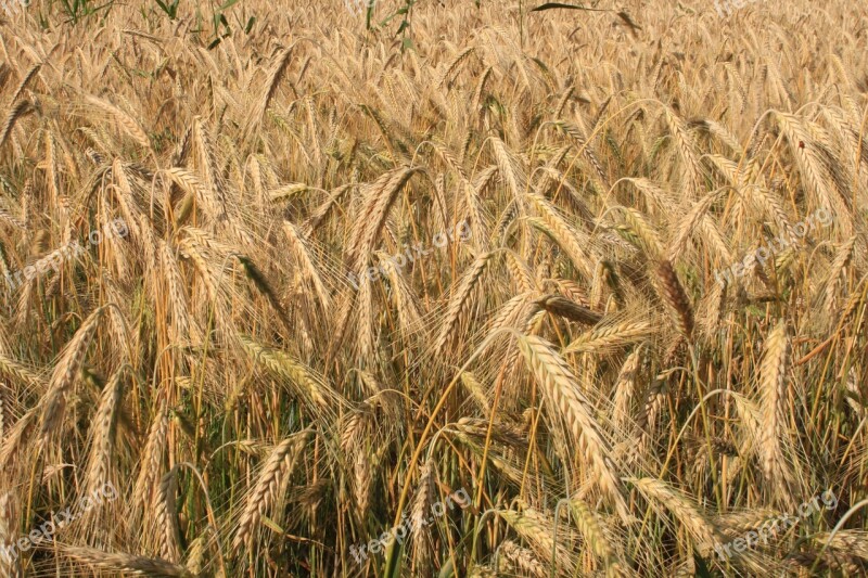 Agriculture Cereals Curved Ears Filed